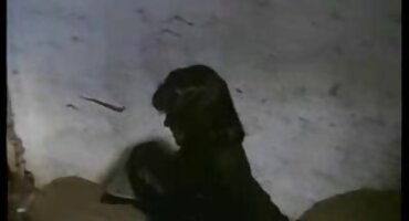 sex lan dau Brunette hút vòi nước dày. sexkoche